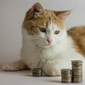 cat-with-money-200