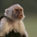 monkey-200
